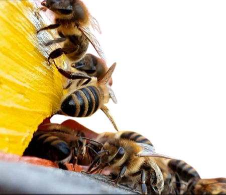 Bild für Kategorie Biene